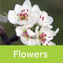 Mature Weeping Pear Tree Pyrus Salicifolia Pendula Flower